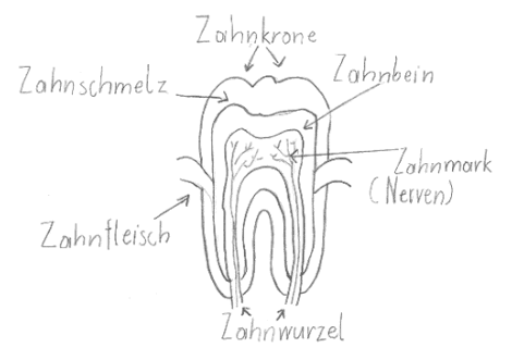 Zahnaufbau